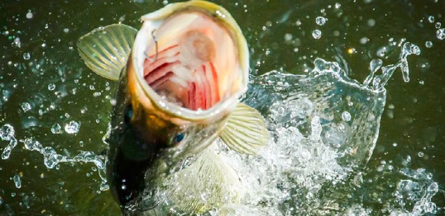 colour photo of Largemouth Bass.