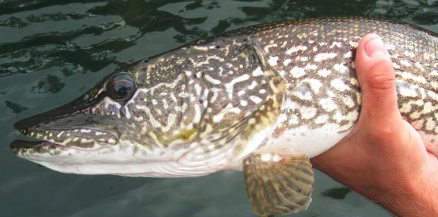 colour photo of Northern Pike.