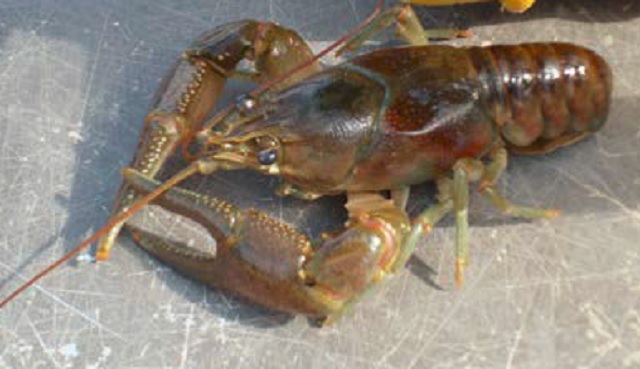 colour photo of Rusty Crayfish.
