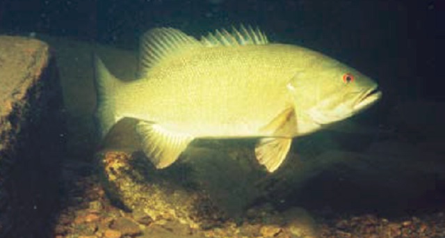 colour photo of Smallmouth Bass.