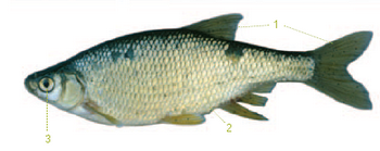 This is a photo of a golden shiner with distinguishable traits listed below.