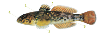 This is an illustration of a round goby with distinguishable markings listed below.