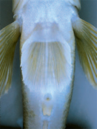 This is a photo showing the pelvic fin of the round goby.