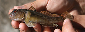 This is a photo of the round goby.