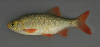 This is a photo of a rudd fish.