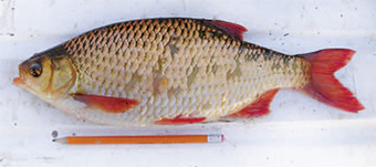 This is a photo of the Rudd fish in relation to a pencil.