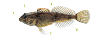 This is an illustration of a sculpin with distinguishable markings listed below.