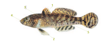 This is an illustration of a tubenose goby with distinguishable markings listed below.