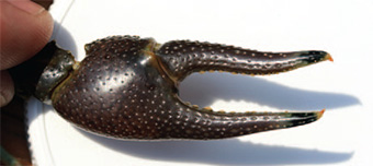 Ceci est une photo d'une griffe d'une écrevisse rouillée.