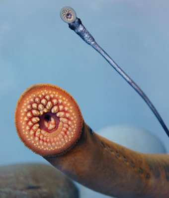 This photo shows the mouth of a sea lamprey.