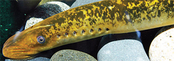 This is a photo of an adult sea lamprey.