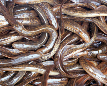 This is a mass of sea lamprey.