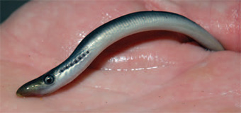 This photo shows a sea lamprey at the transformer stage.