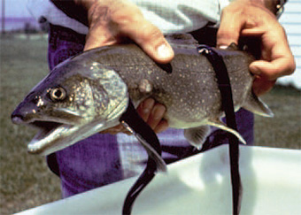 This is a photo of a trout with sea lamprey's attached.