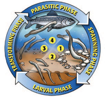 This is a diagram illustrates the four life cycle phases of the sea lamprey.