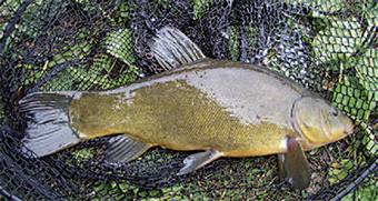 This is a photo of a tench fish in a net.