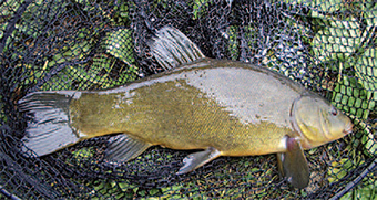 Ceci est une photo d'un poisson de tanche dans un filet.