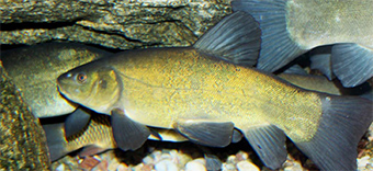 Ceci est une photo d'un poisson de tanche sous l'eau.