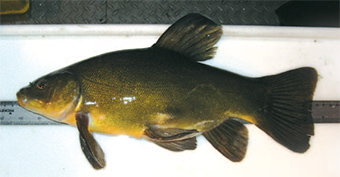 This is a photo of the tench fish.
