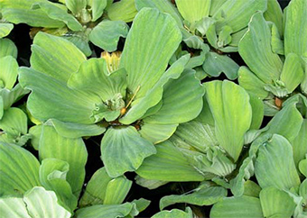 Une photo de feuilles flottantes de laitue d'eau.