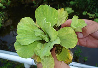 This photo shows a crop of water lettuce.