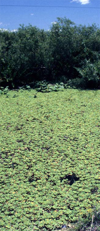 This photo shows a large vegetation area of water lettuce.