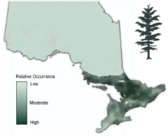 Map of Ontario showing the relative occurence of Eastern Hemlock.