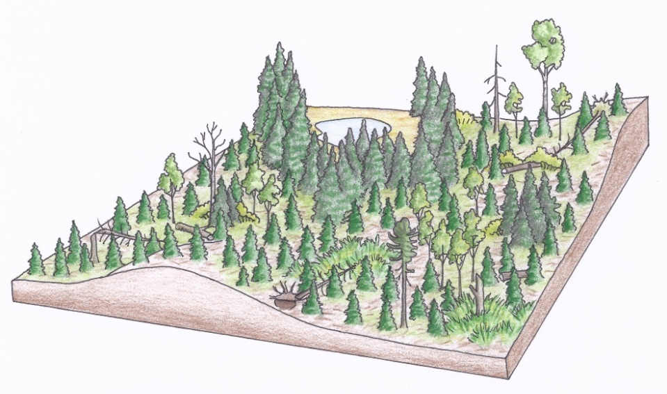 Figure 3b. Aerial views of a typical clearcut silviculture system depicting a clearcut 10 years post-harvest depicting a new even-aged stand with >70% full sunlight (c) (illustrations by Jodi Hall).