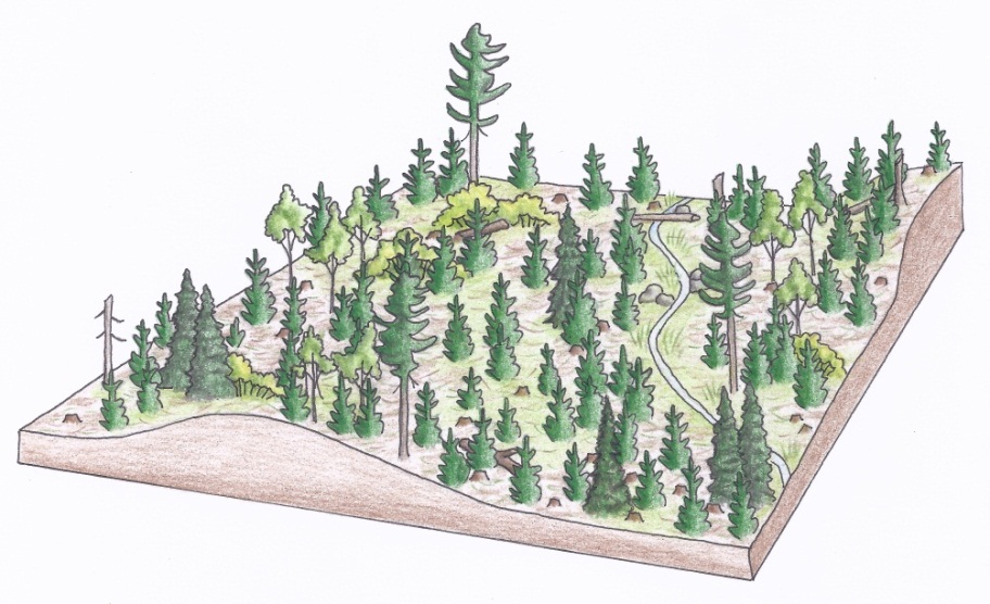 Figure 3d. An aerial view of a typical uniform shelterwood silviculture system in a white pine stand directly after a regeneration cut (a), a first removal cut once the regeneration is established (b), and after the final harvest resulting in >70% full sunlight conditions and a new even-aged stand (c) (illustrations by Jodi Hall).
