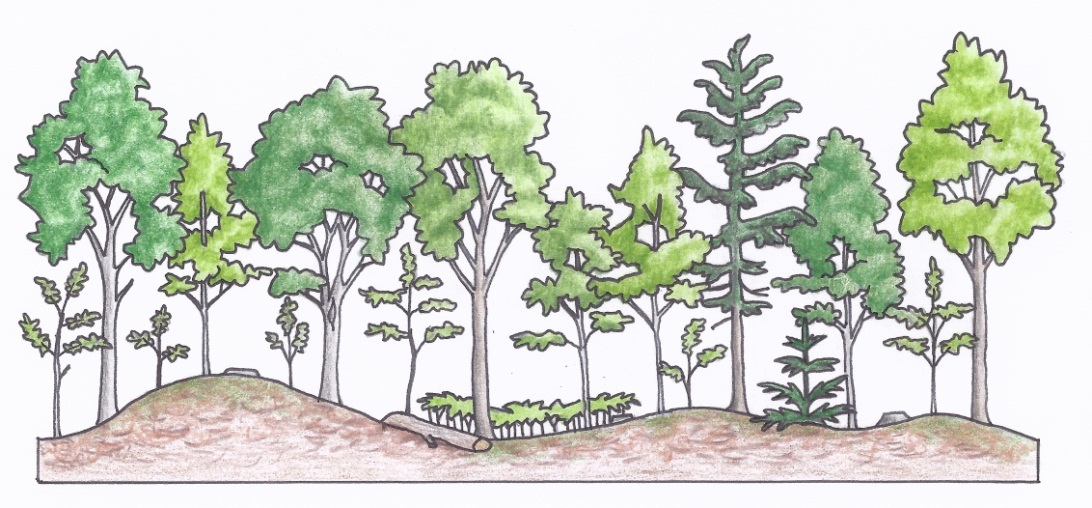 Figure 3g. A profile of an individual selection silviculture system depicting a pre-harvest tolerant hardwood stand (a) (illustrations by Jodi Hall).