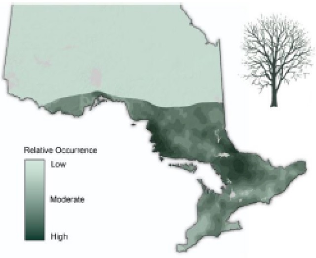 Map of Ontario showing the relative occurence of Yellow birch .
