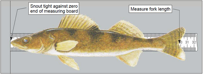 This is figure 4 illustrating a measuring guide for fish.