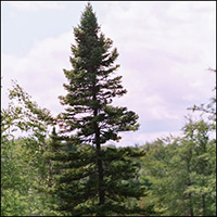 spruce tree ontario taiga plant picea scientific name