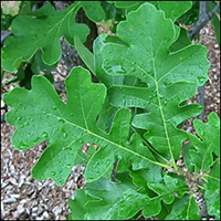 buroak-leaf.jpg
