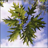 redoak-leaf.jpg