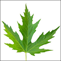 silver-maple-leaf.jpg