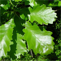 swamp-white-oak-leaf.jpg