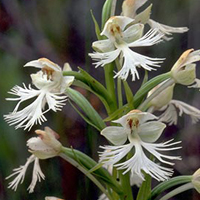 A photograph of a Eastern Prairie Fringed-Orchid