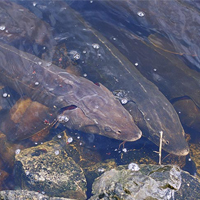 sturgeon lake ontario risk species