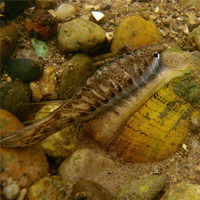 wavy-rayed lampmussel