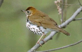 A photograph of a Wood Thrush