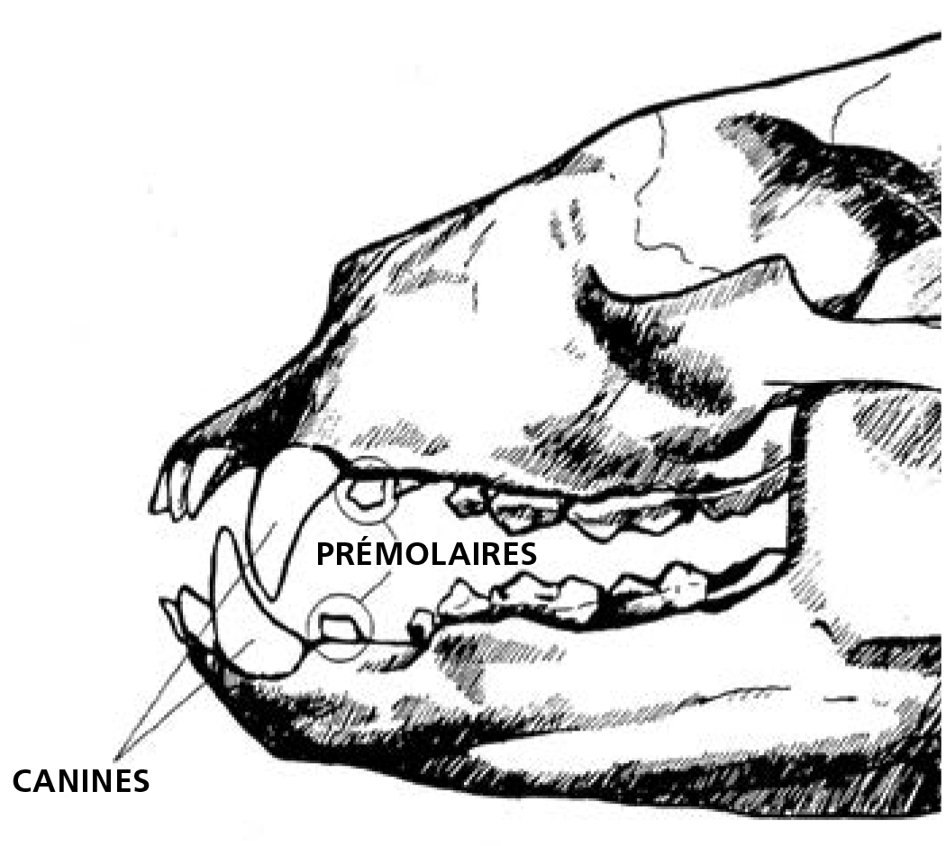 Crâne d'ours montrant des dents.
