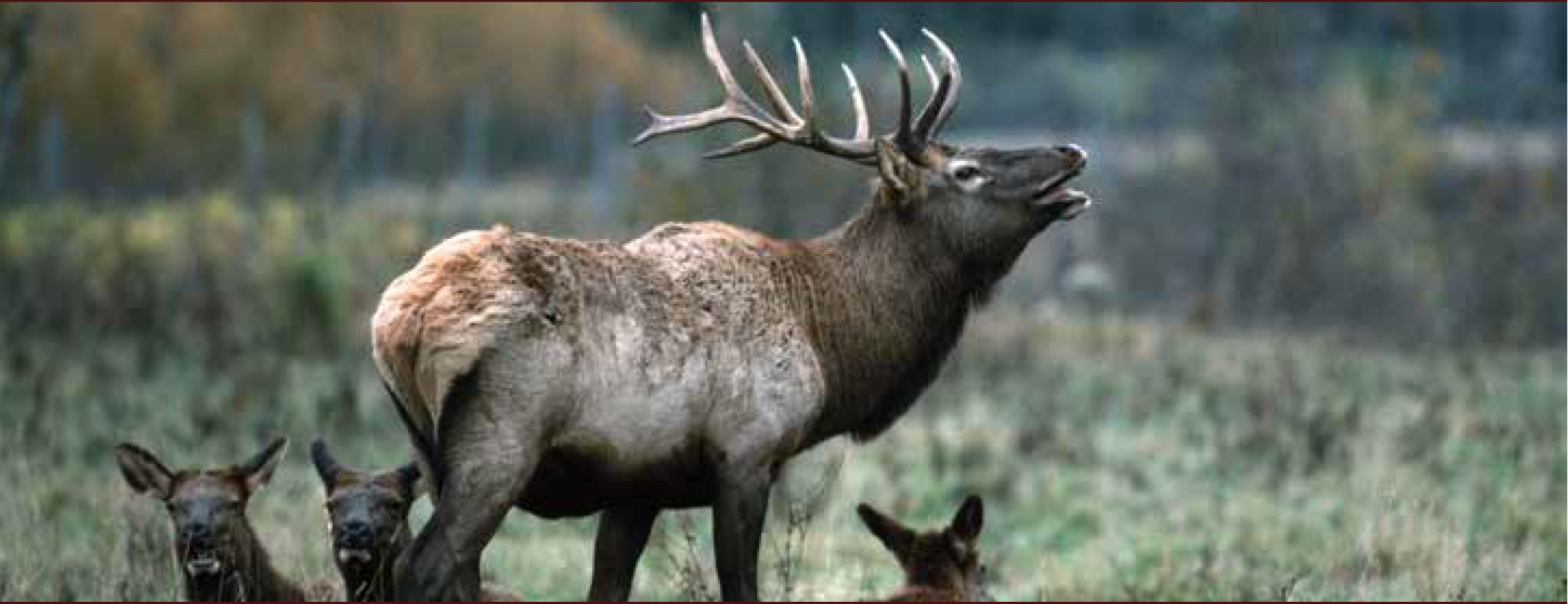 Photo of Elk