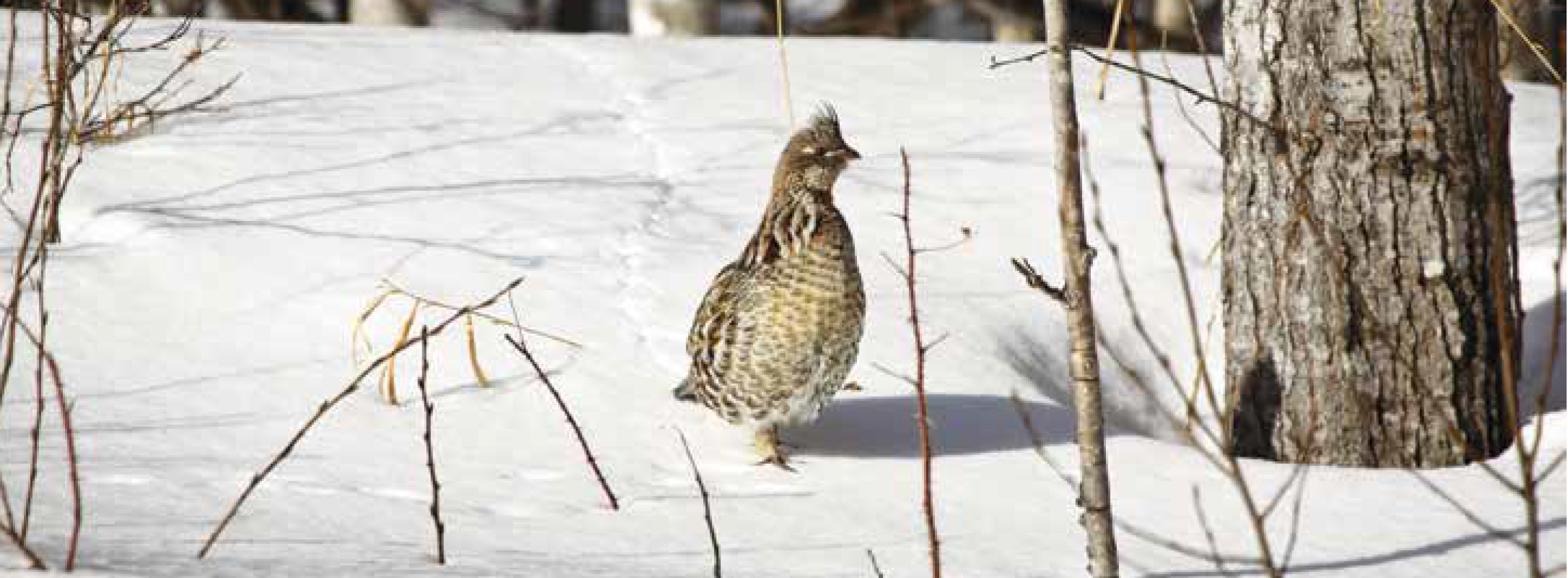 Photo of grouse