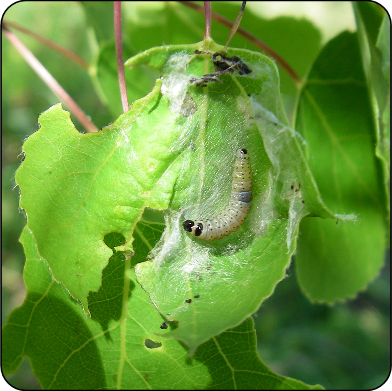 Large aspen tortrix larva