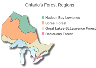 Map outlining Ontario’s forest regions