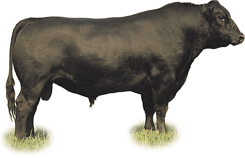 Image of An Angus bull