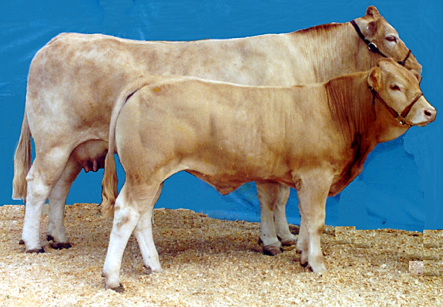 Image of Blonde d'Aquitaine cattle