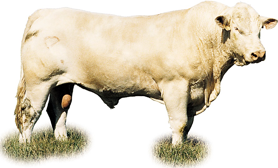 Image of A Charlolais bull