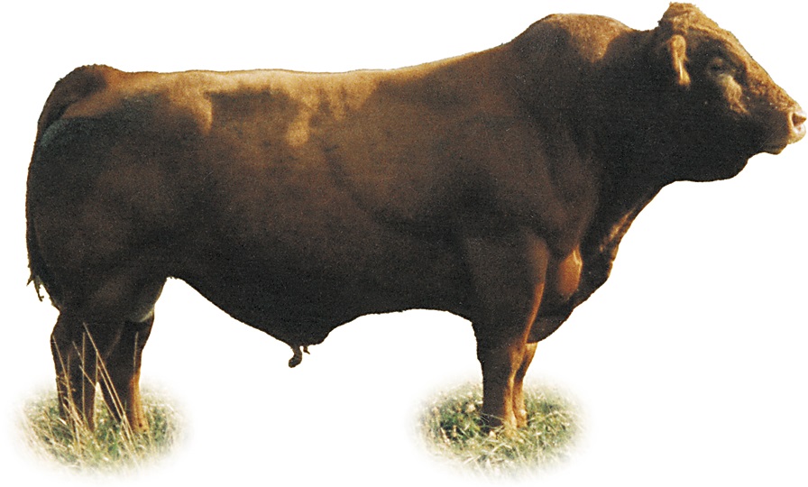 Image of A Gelbvieh bull